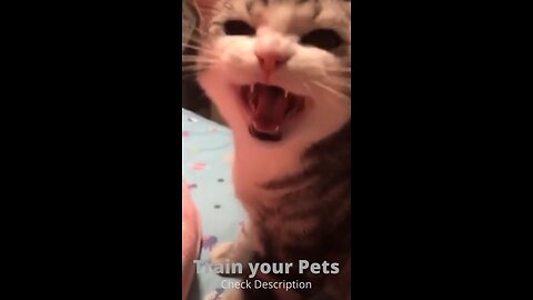 Cute Funny Cats Video _36 @DiZiHunTer @Shorts_Full-HD