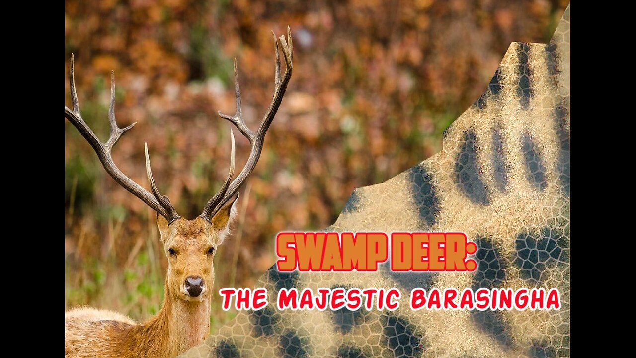 Swamp Deer: The Majestic Barasingha