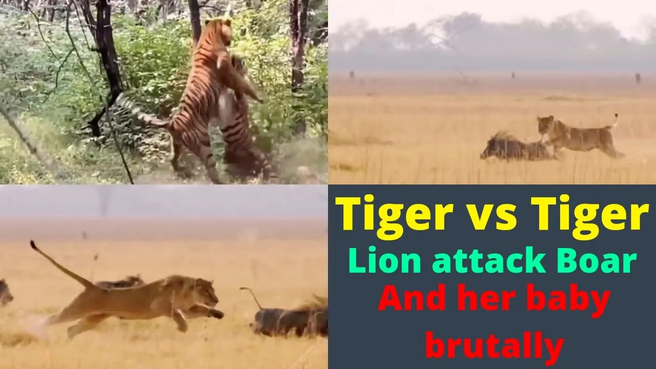 Tiger vs Tiger || Lion attacked Boad brutally ||2022||