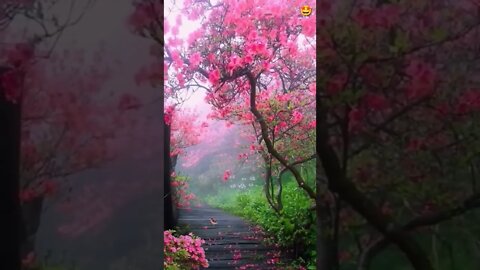 Birds Are Chirping In Morning #Livesty #ytshorts #Luxury #Nature #viral #viral2022 #trending2022