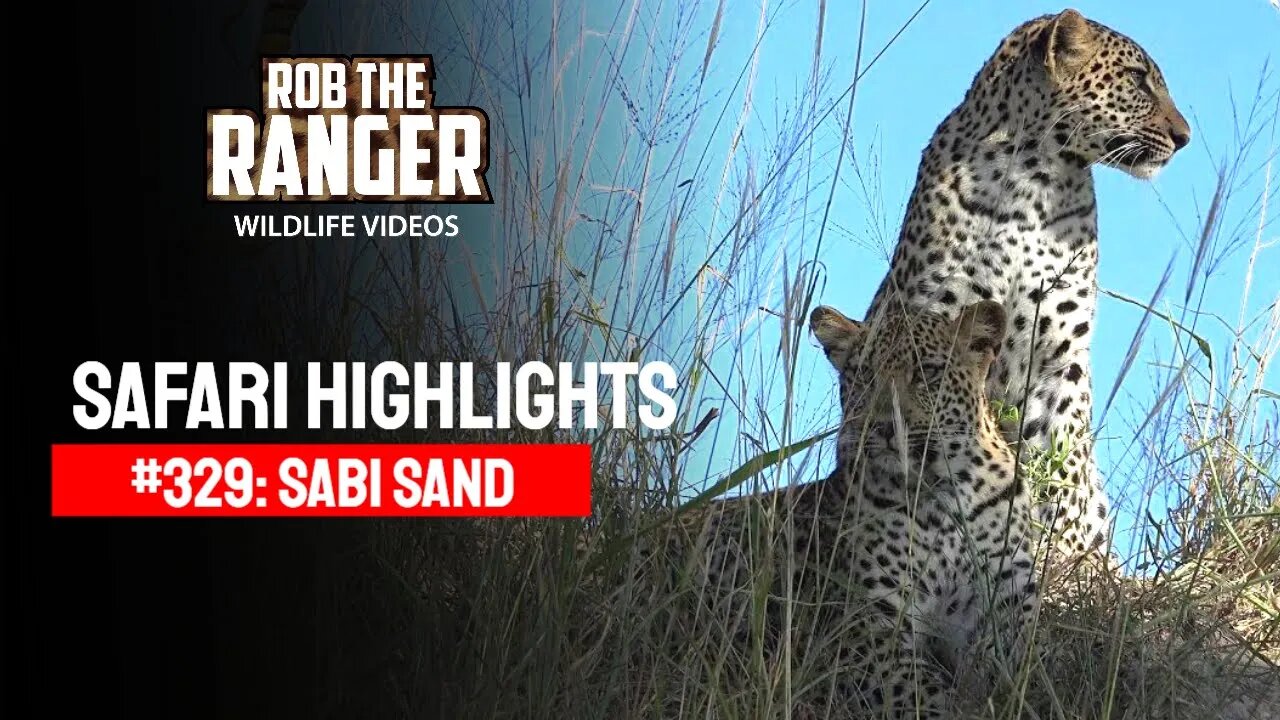 Safari Highlights #329: 03 - 05 March 2015 | Sabi Sand Nature Reserve | Latest Wildlife Sightings