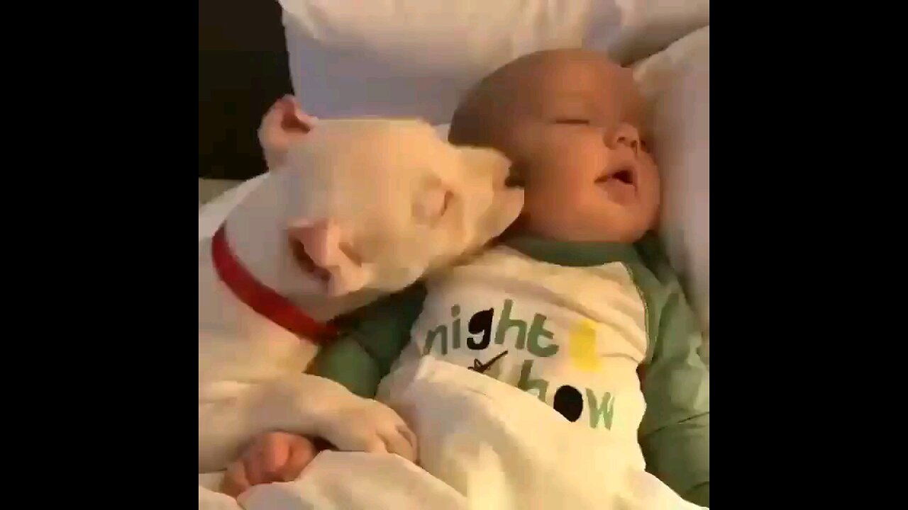 dog licking baby