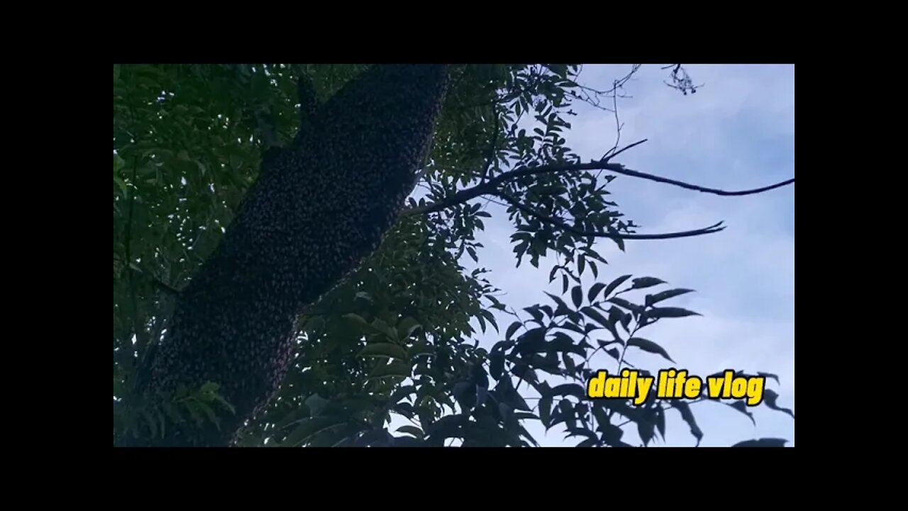honey bee hive is horrible | daily life vlog