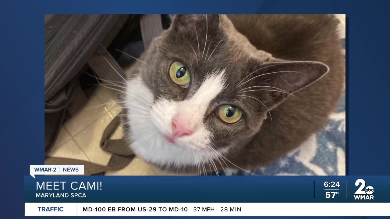 Cami the cat is up for adoption at the Maryland SPCA