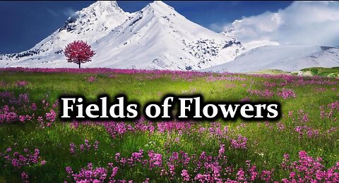 Fields of Flowers HD Videos