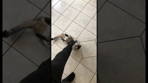 He protecc and he atacc