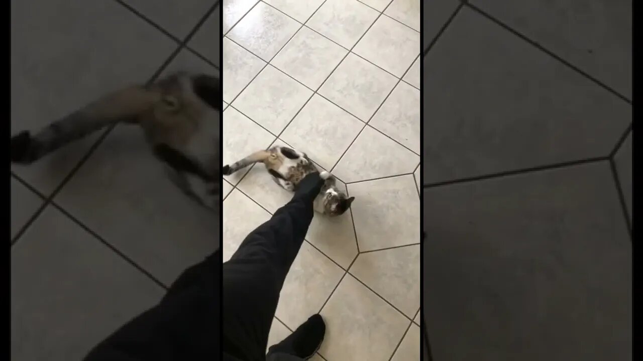 He protecc and he atacc