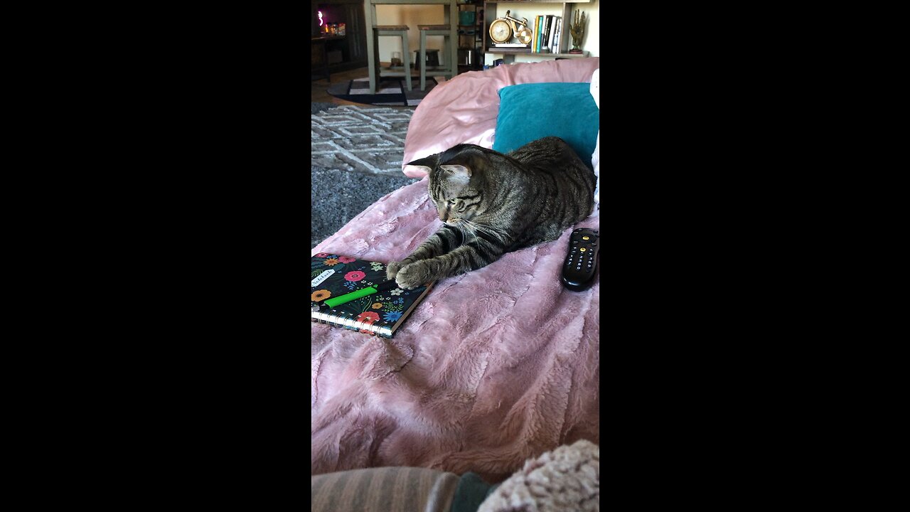 Cat tries to steal mom’s pen.