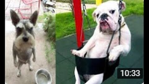 Funny Dog And Cat videos 😍🐶😻 Funniest Animals #8 #haha #happy #funny