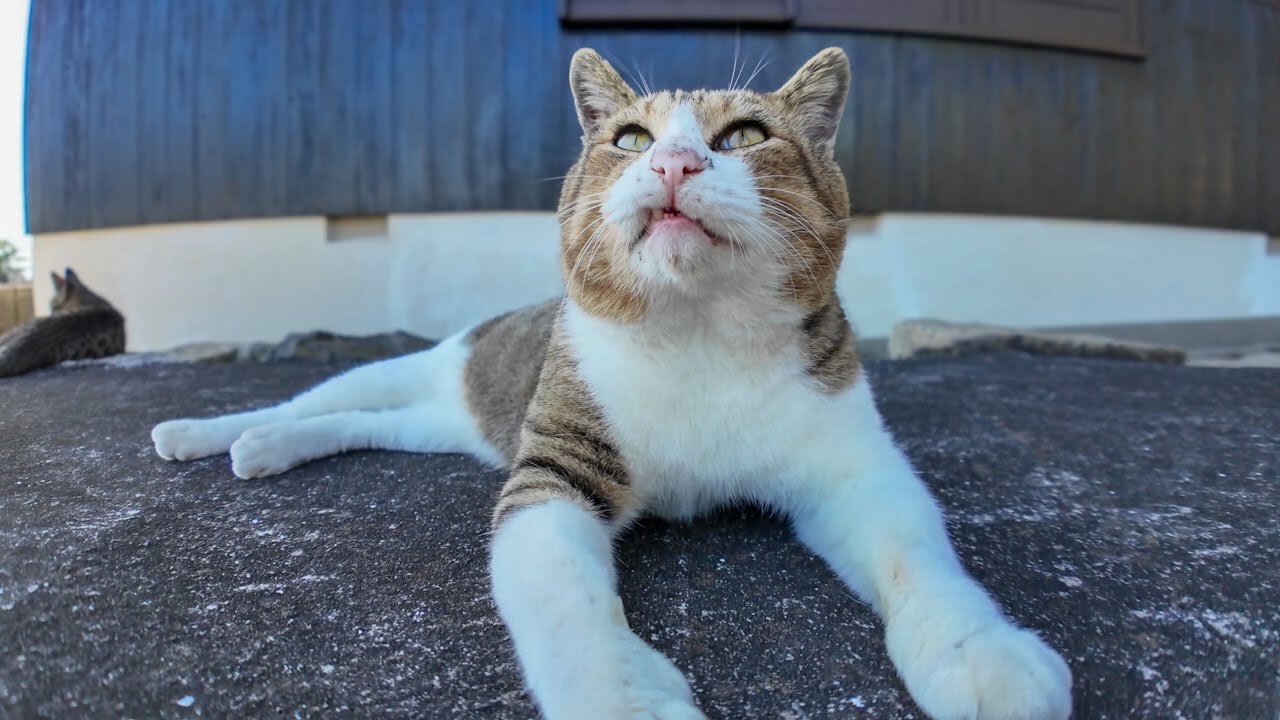 The wide-faced cat I met on Cat Island is adorable