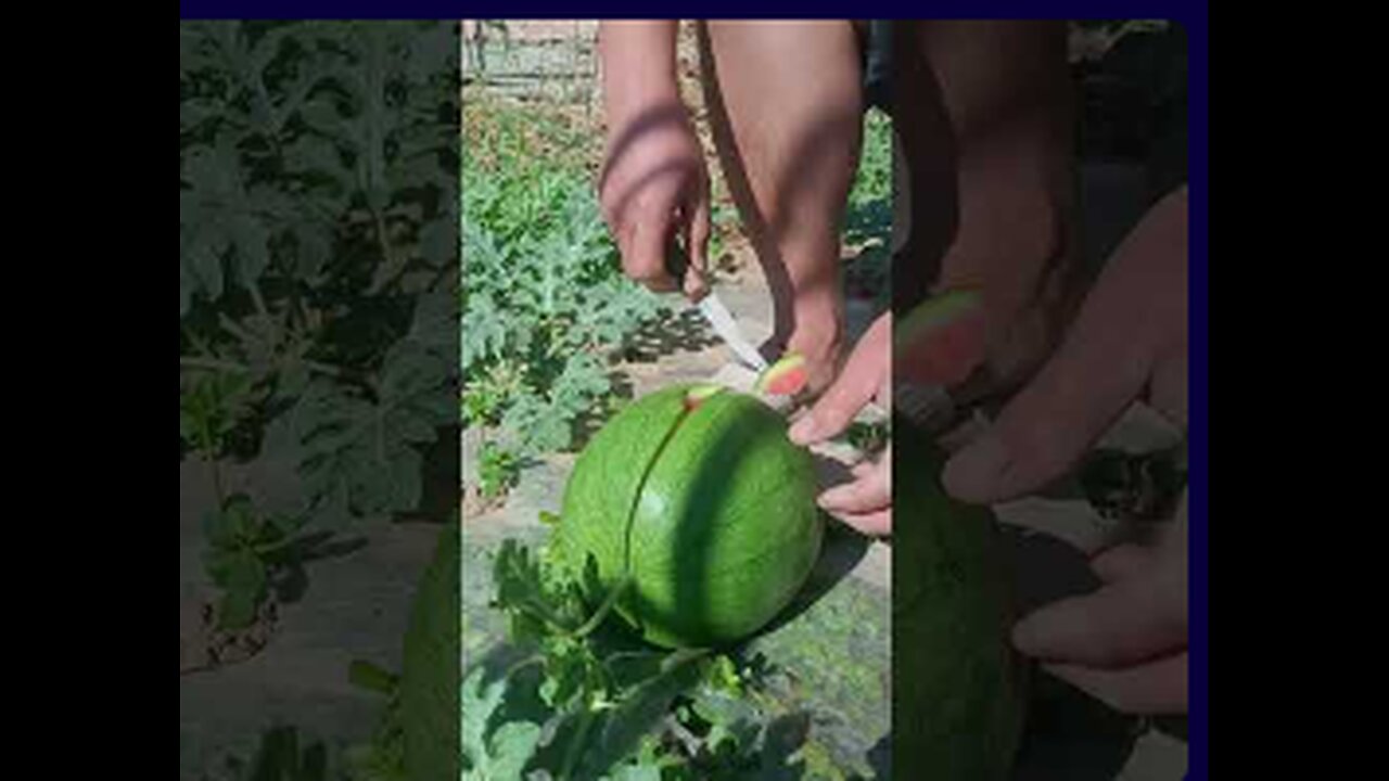 Cut open organic watermelon in melon field