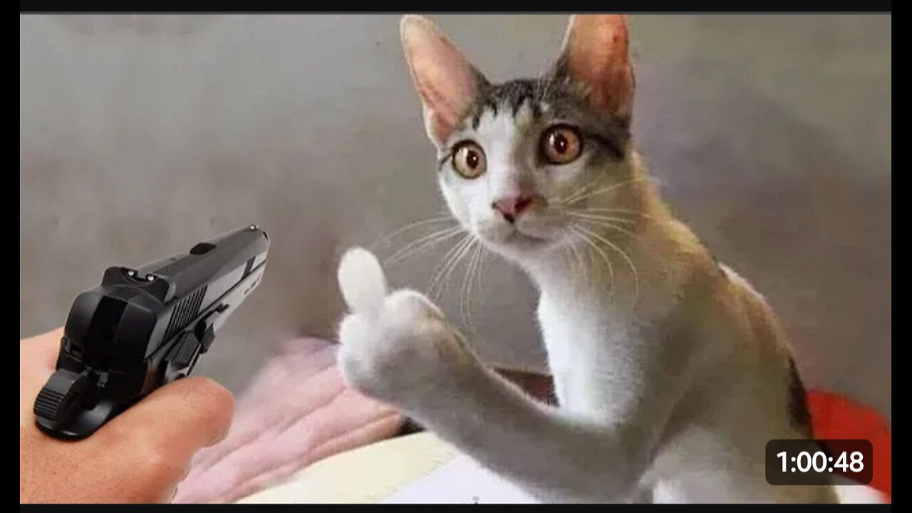 Cat 🐈 funny video full 🤣 Entertainment Don't Try Laughing 🤣