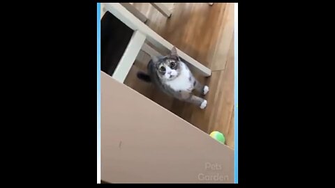 Cat funny video🤣🤣