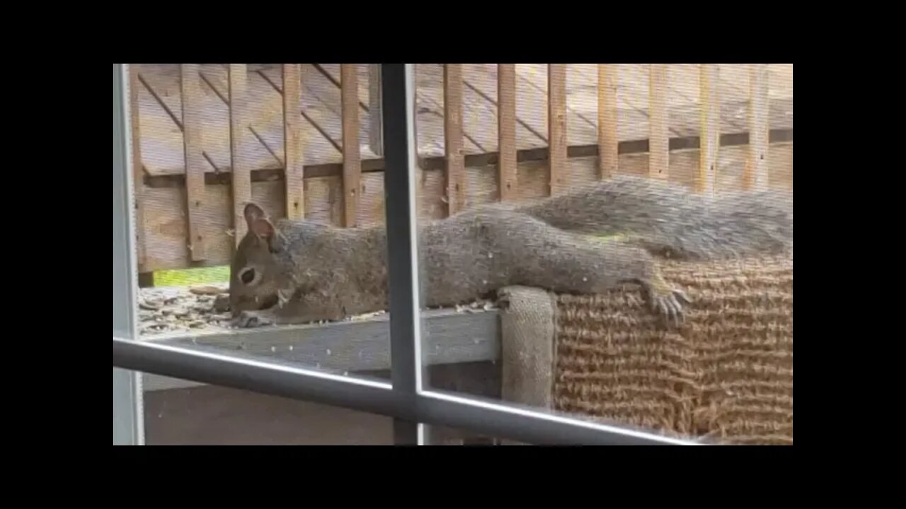 May 24, 2021 ~ "🐸 Freedom 🐸" = 180 (Jewish)