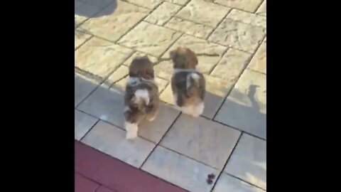 Branch management team.. 😅 #shorts #dog