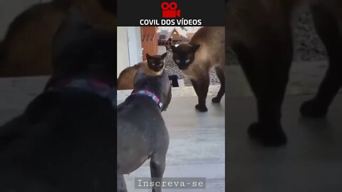 o duelo que nunca aconteceu 😂😂😂