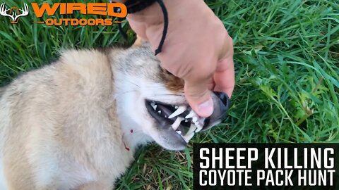 Sheep Killing Coyote Pack Hunt