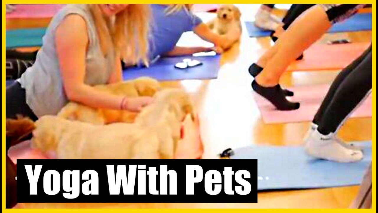 Have You Tried Pet Yoga?