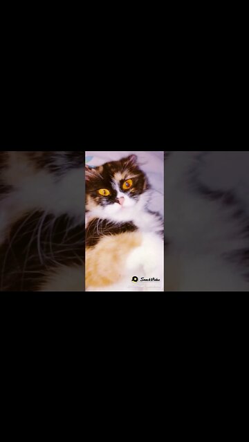 My Cute Cat | Oreo | Persian Cats zone #youtubeshorts #cutecat #kittens