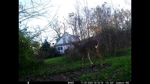 Buck Deer Cam 11-07-2024