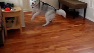 Extremely energetic husky plays with owner