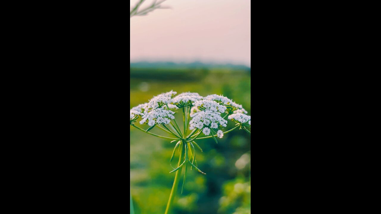 Train and natural video