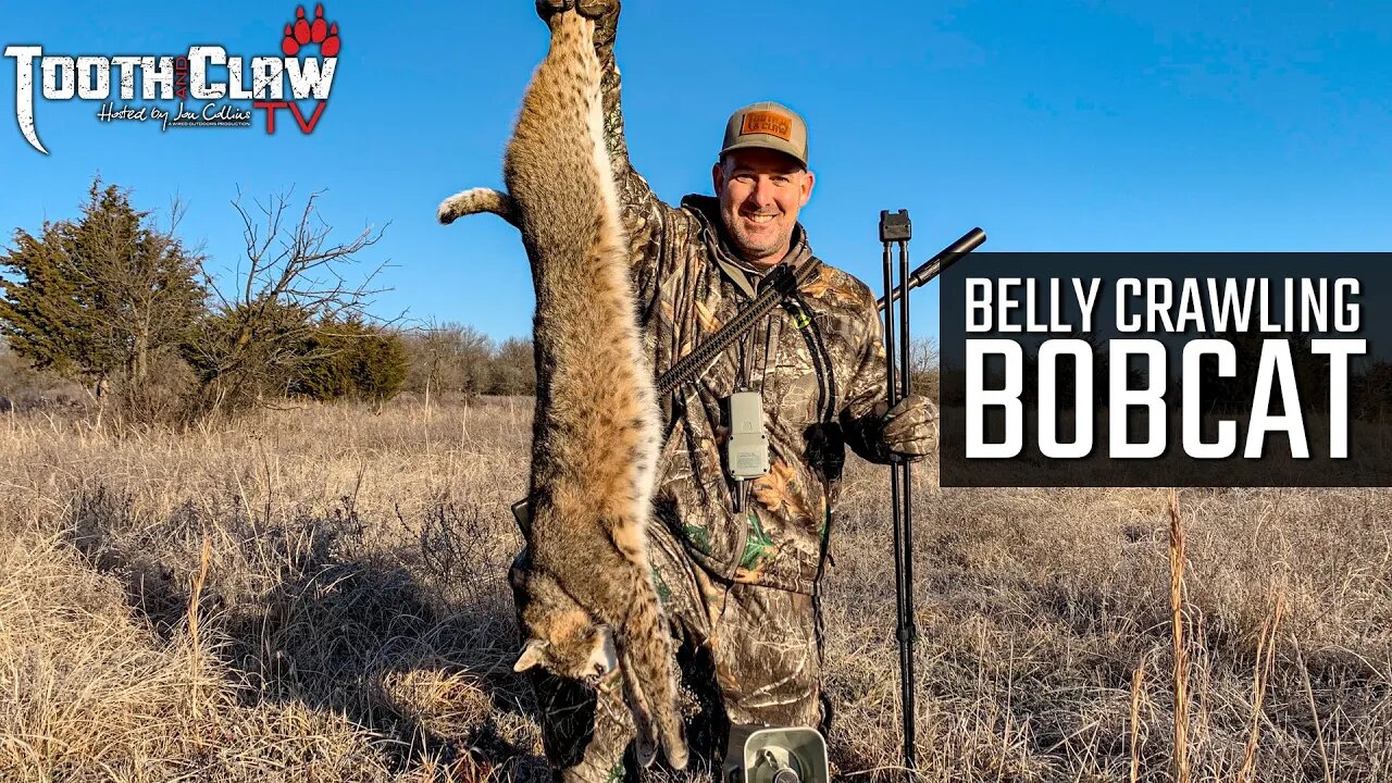 Belly Crawling Bobcat - Bobcat Hunting