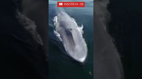 Veja que Impressionante! - Quer conhecer algo interessante? Na Descrição: #shorts