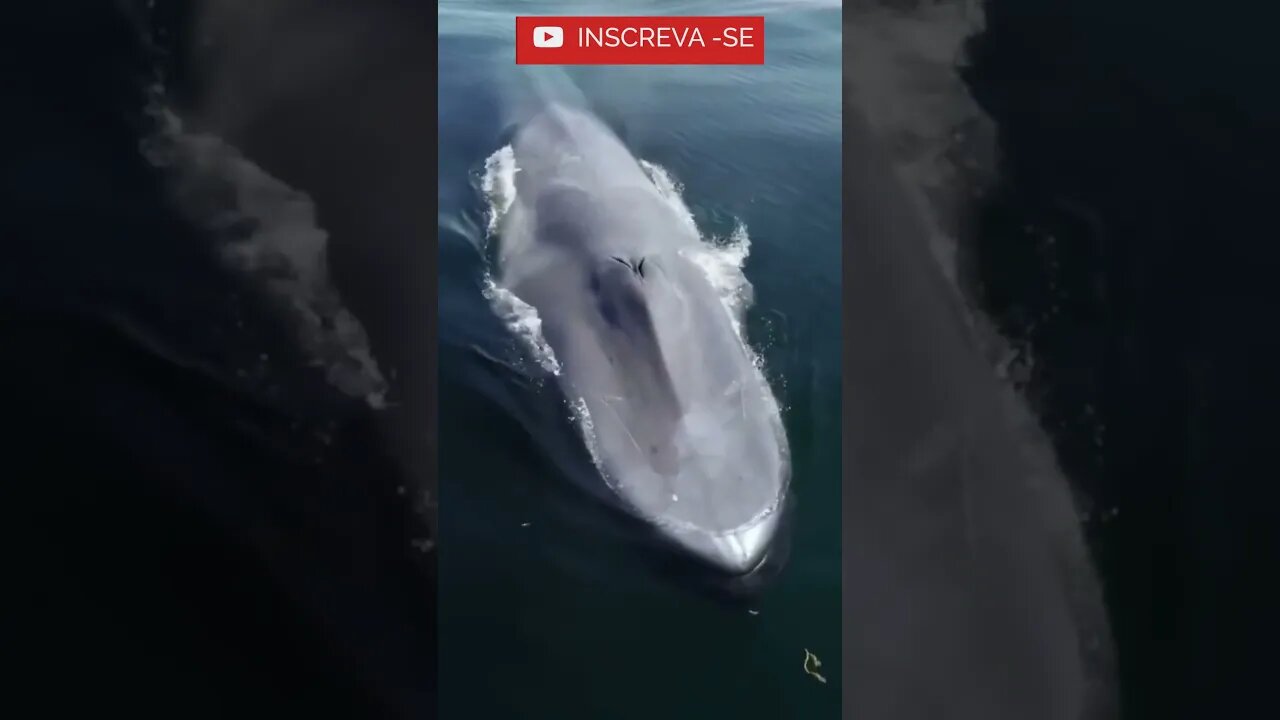 Veja que Impressionante! - Quer conhecer algo interessante? Na Descrição: #shorts