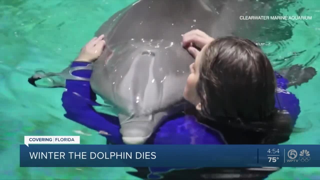 Winter, star of 'Dolphin Tale' movies, dies in caregivers' arms