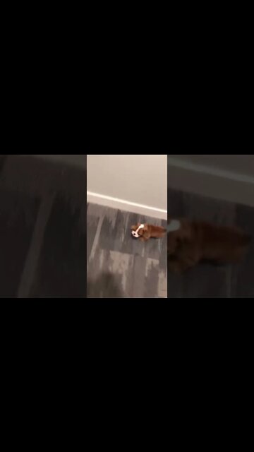 The Cutest Puppy 🐶