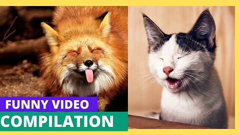 Super Funny Dogs And Cats Reaction Videos.