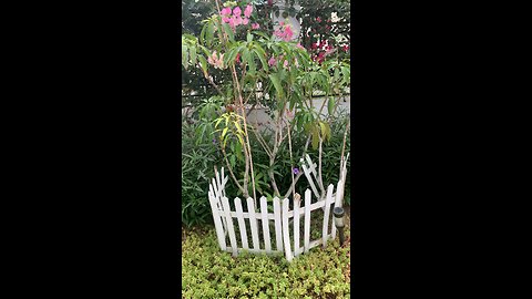 Mango Tree with fruits in Dubai