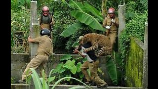 A leopard hosting a rino up a tree #shorts #leopardvsrino