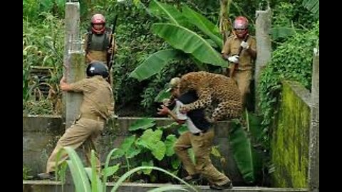 A leopard hosting a rino up a tree #shorts #leopardvsrino