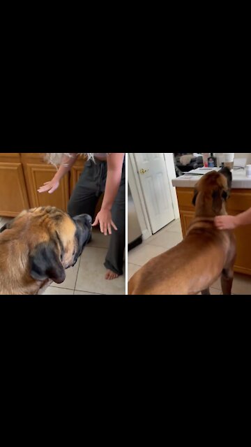 Big doggy takes up the entire kitchen chasing its tail