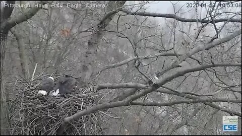Hays Eagles First gift fish to the nest 10 52 1 19 20