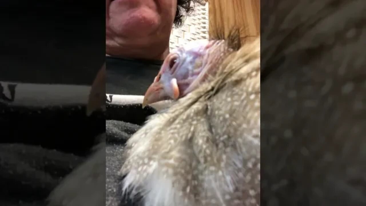 Preparing to hand feed red eyed cinnamon guinea fowl keet