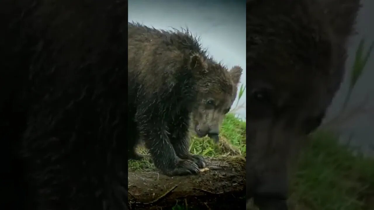 Short 08