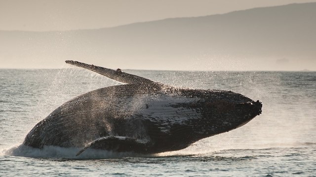 Spectacular Whale And Dolphin Migration Caught On Camera