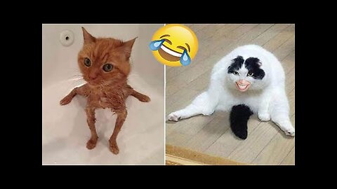 Funny and Cute Animal Videos