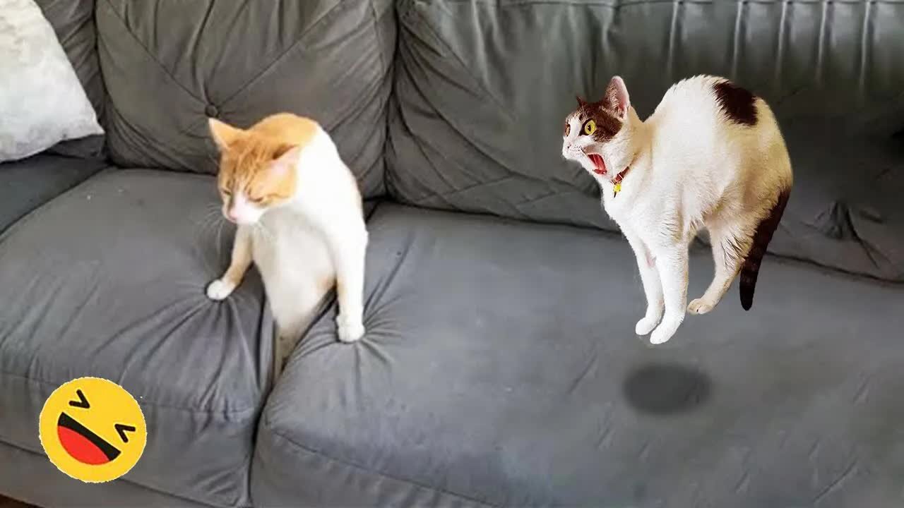 New Funny Animals π
Funniest Dogs And Cats Videos 2023πΆπΊ #9