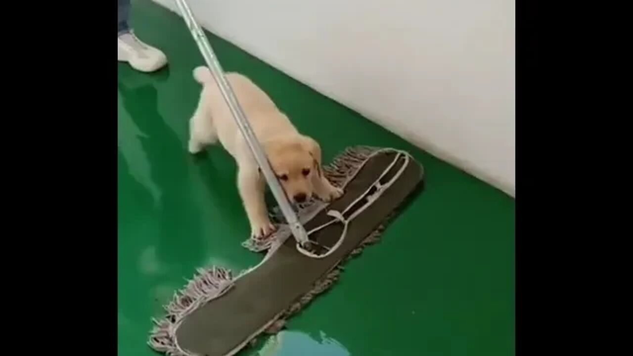 I help hooman