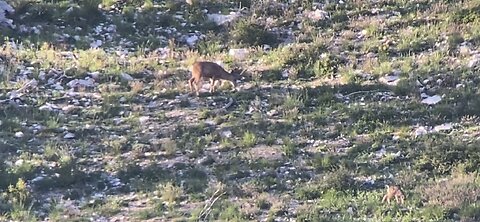 July 2nd antler growth. Buck #3.