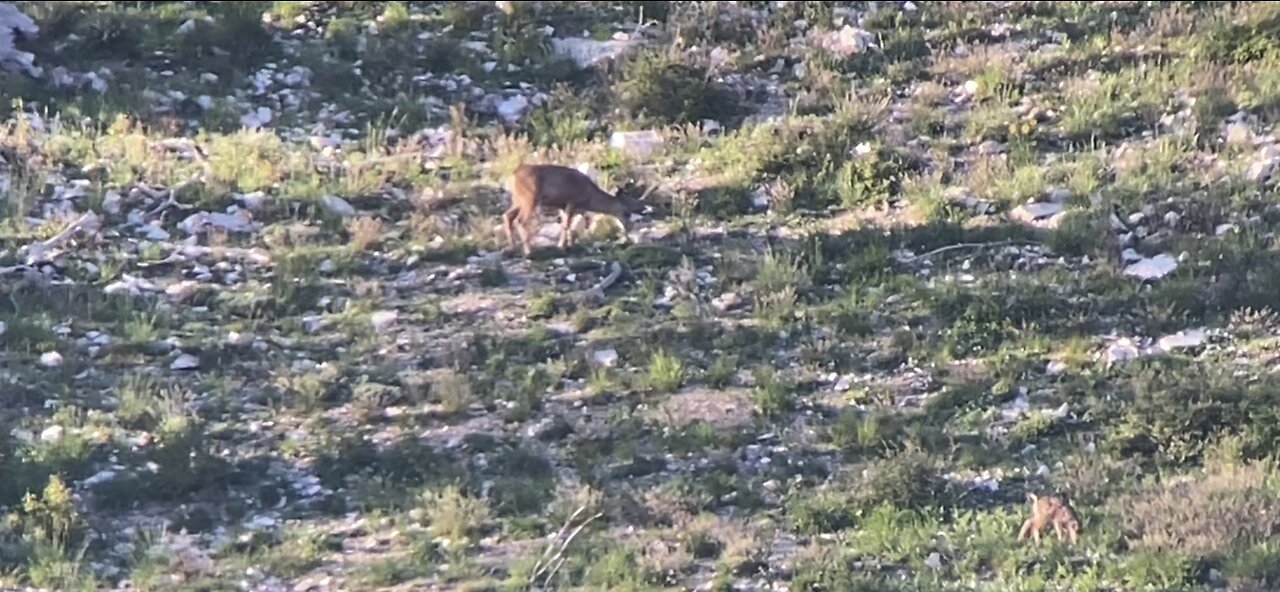 July 2nd antler growth. Buck #3.