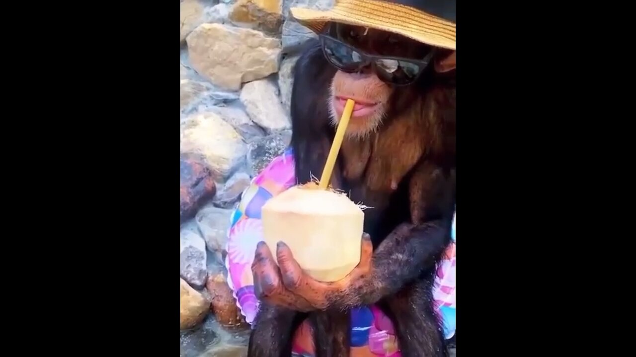 Monkey on vacation