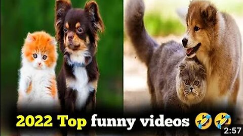 Top funny videos see once you can't stop laughing