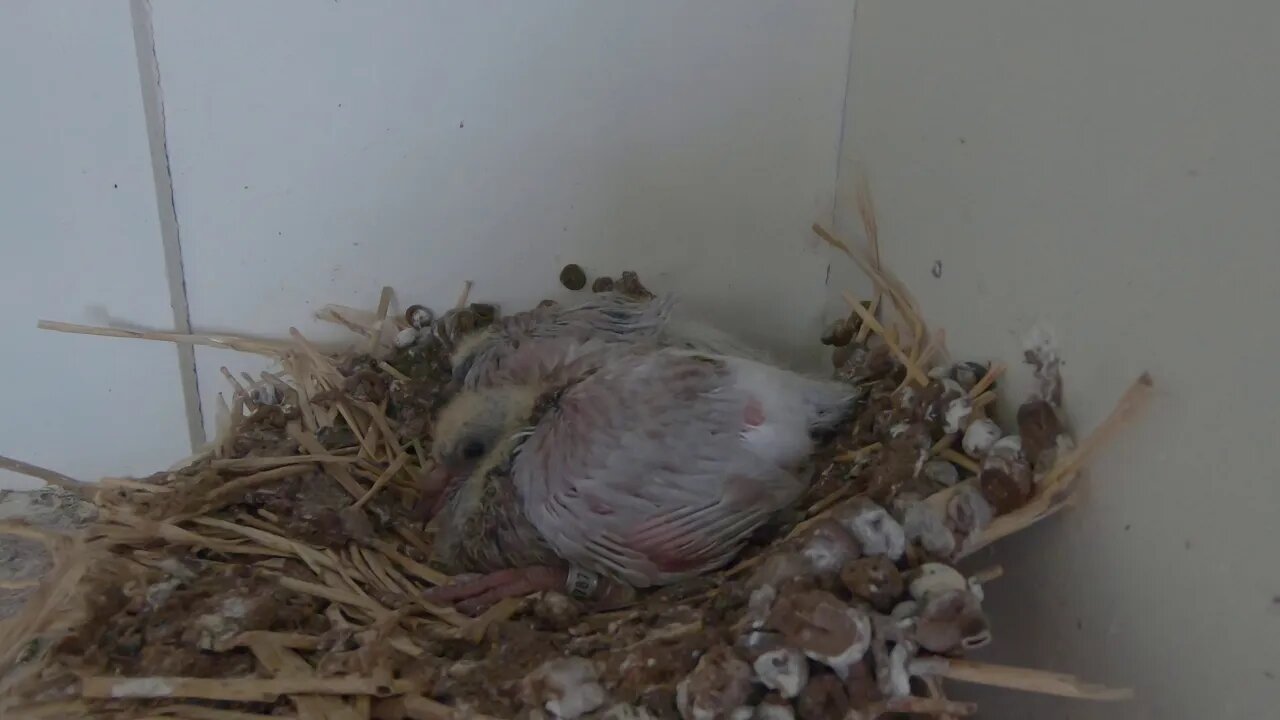 Babies out of stock birds from an 11 times first national winning loft