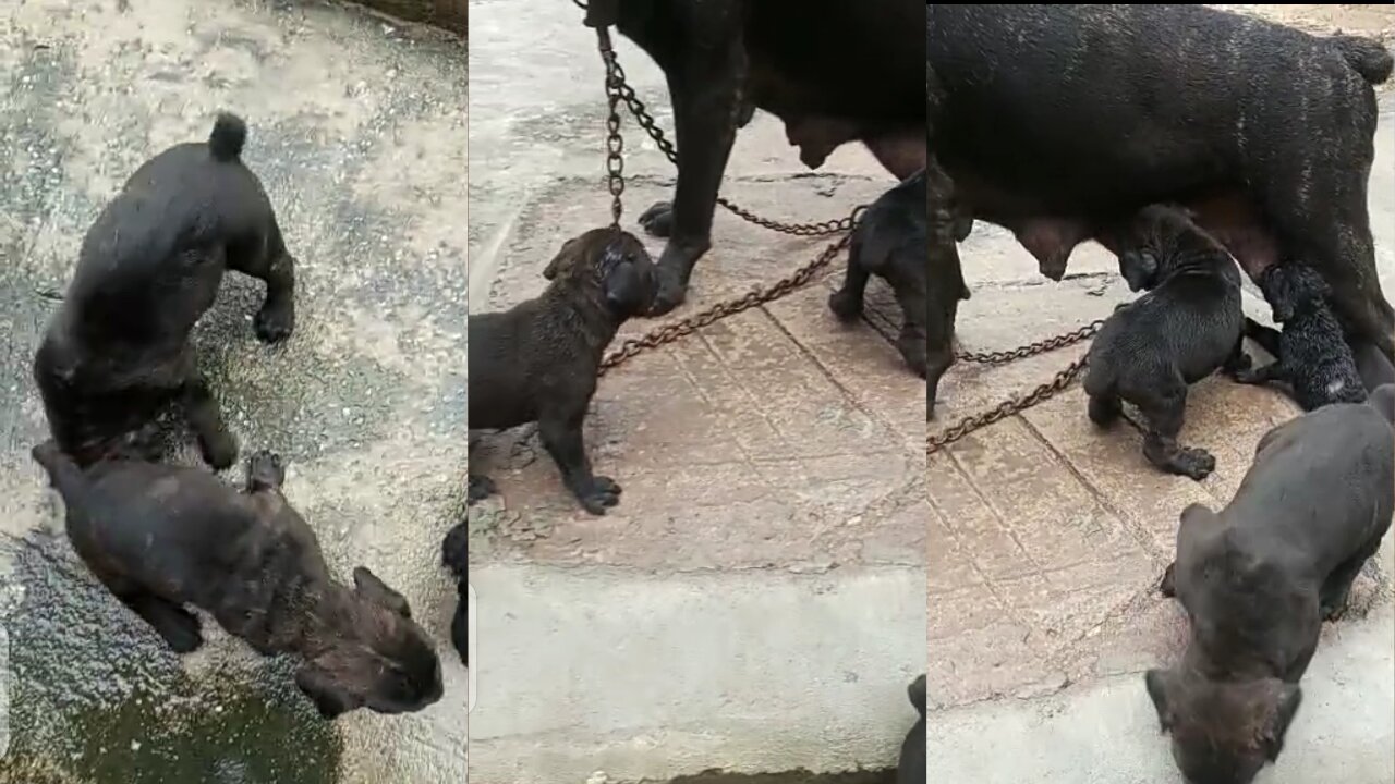 A dog is feeding her cubs, the cubs are drinking the milk happily