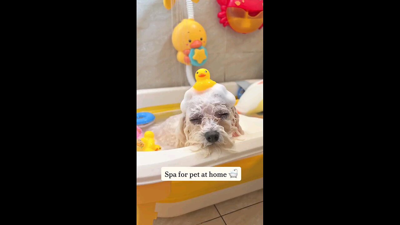 ‏@lisa freeman655:I wish my two would let me wash them like this they hate the bath 🥰🥰🥰